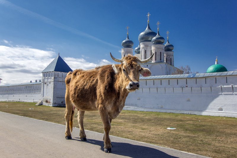 Дед Егор. "Макарьева корова"