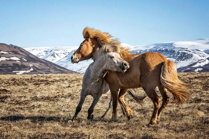 Дикие лошади Исландии - №3