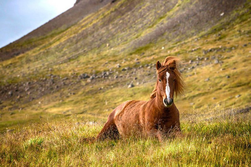 Дикие лошади Исландии - №5