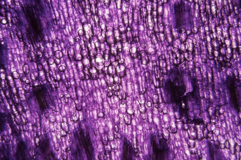 Тюльпановые клетки