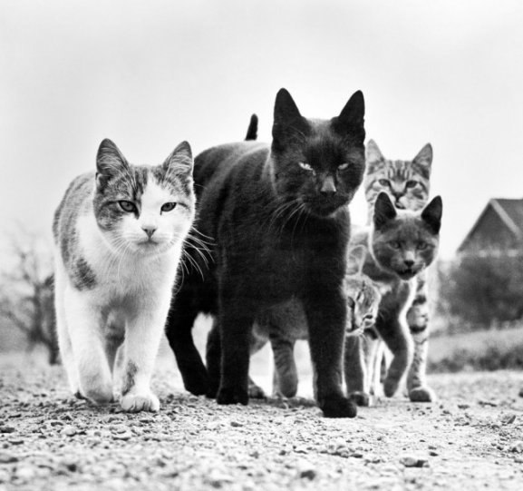 Уолтер Чандоха и его 90 тысяч фотографий котов - №22