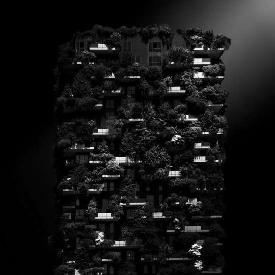 «Вертикальный лес», Ариан Юсефи, категория «чёрно-белая фотография».