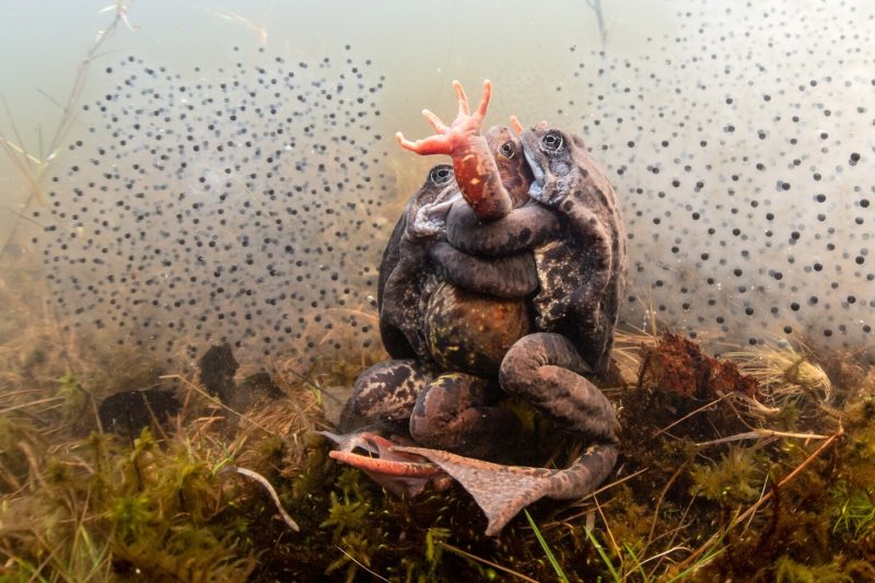 Лучшие фото в номинации «Поведение». Pekka Tuuri / Underwater Photographer of the Year 2022.