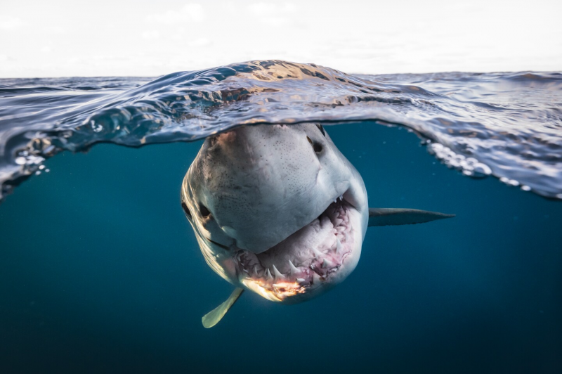 Лучшие фото в номинации «Портрет». Matty Smith / Underwater Photographer of the Year 2022.