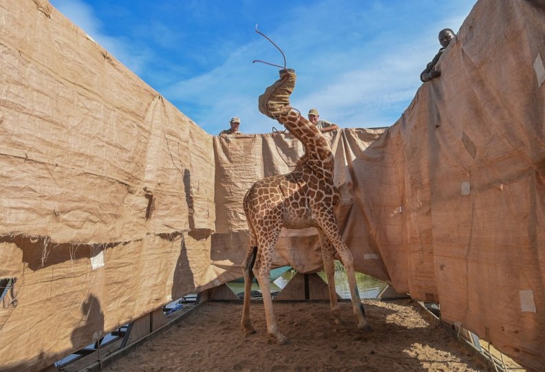 1 место в категории «Природа», 2021. Жирафа перевозят с затопленного острова в безопасное место на специально построенной барже, озеро Баринго, Кения, 3 декабря 2020 года. Автор Ами Витале.