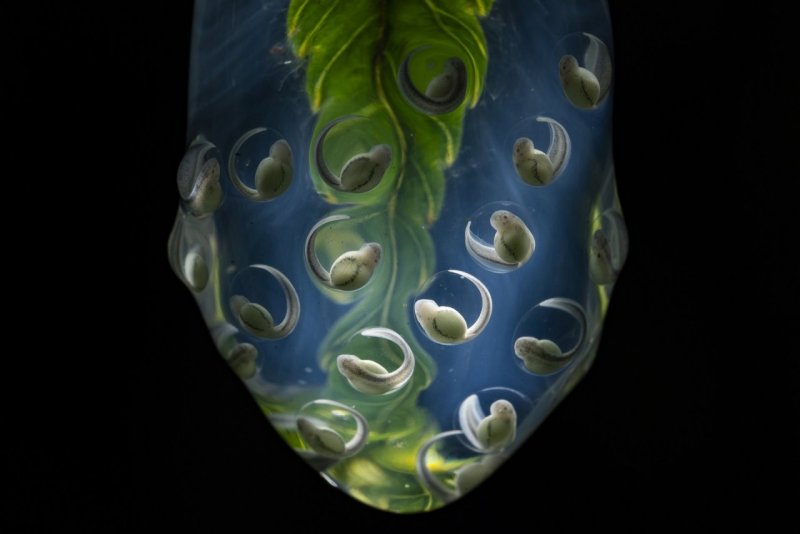 3 место в категории «Природа», 2021. Яйца стеклянной лягушки, отложенные на листке в тропических лесах Анд близ биологической станции Янаяку, Напо, Эквадор. Автор Хайме Кулебрас.
