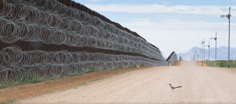 2 место в категории «Природа», 2020. Калифорнийская земляная кукушка у пограничной стены, разделяющей США и Мексику в Аризоне. Автор Алехандро Прието.