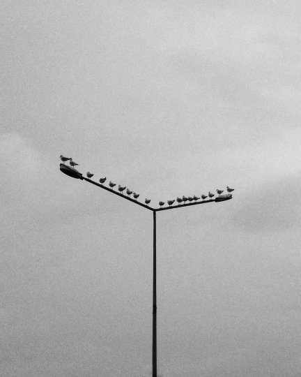 «Чайки». Фотограф Sinan Yılmaz.