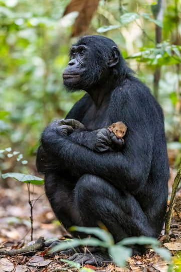Christian Ziegler (Германия) «Бонобо и его питомец». Победитель в категории «Портреты животных».