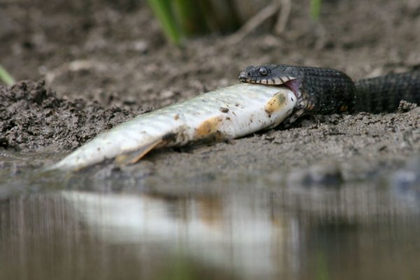 Змеи-рыболовы в интересной фото истории - №2