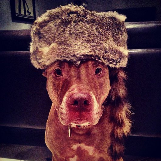 Скаут – самая спокойная в мире собака в блоге Фото юмора - №1