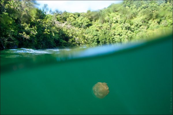 Красивые фото озера медуз - №16