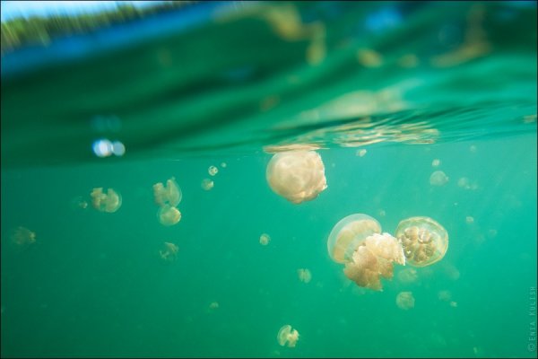 Красивые фото озера медуз - №20