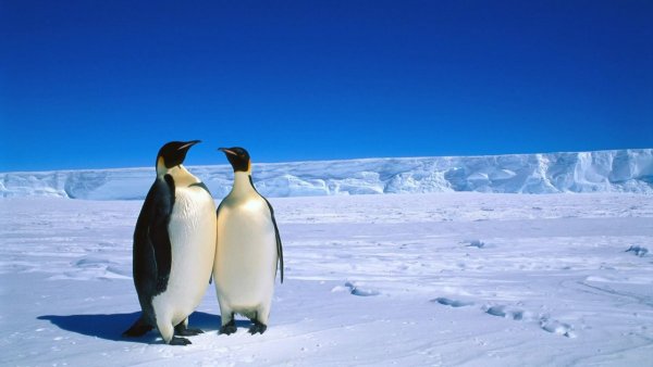 Загадочно спокойный мир Антарктиды - №10