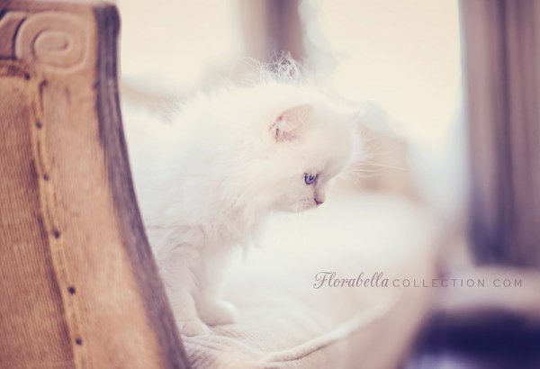 Кошки в восхитительных и милых фото - №16