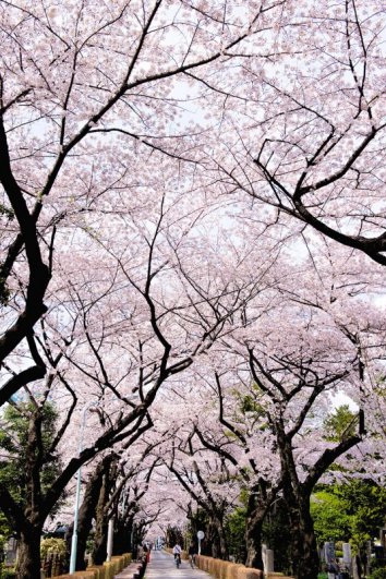 Самые красивые фотографии цветения сакуры - №2