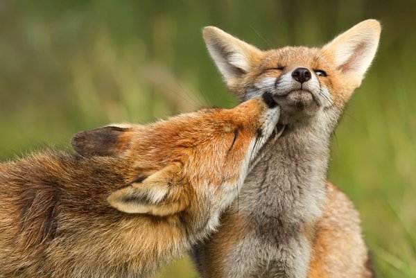 Насладитесь милыми фотографиями рыжей лисы - №10
