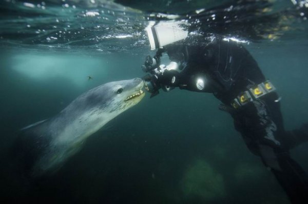 Разинув огромную пасть морской леопард по-своему “исследовал” Пола: хищник осторожно взял в свою клыкастую пасть голову фотографа и его камеру...