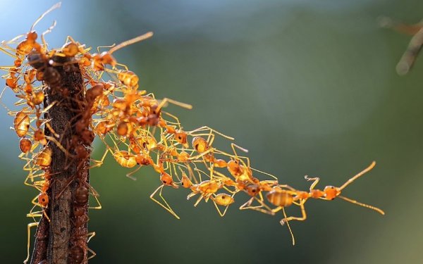 Удачные кадры - Группа муравьев-ткачей, Индонезия. Solent