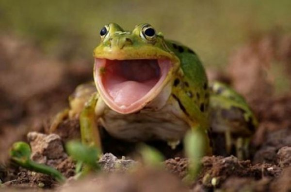эмоции радости животных у жабы