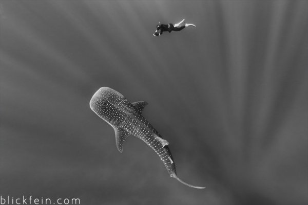 Опасные акулы Фото: Кристиан Шламанн