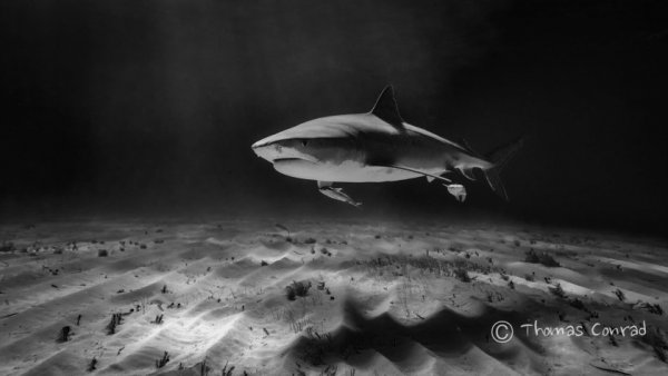 Опасные акулы Фото: Томас Конрад