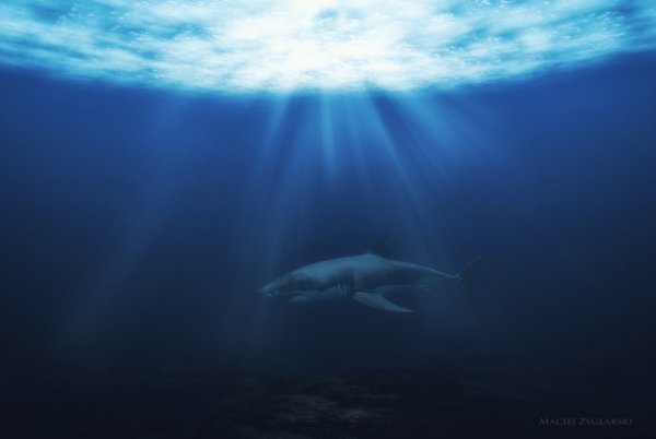 Опасные акулы Фото: Мацей Зигларски (B.D.D)