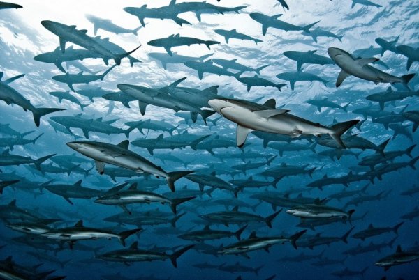 акулы опасные фото Фото: Tomas Kotouc