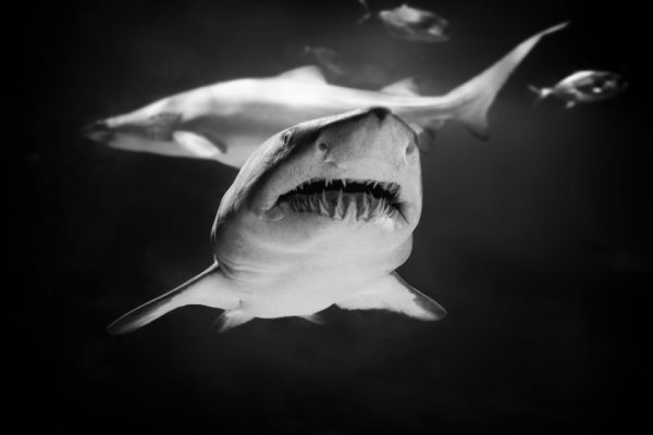 акулы опасные для человека Фото: Роберто Павич