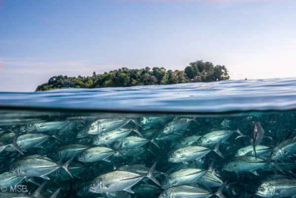 фото подводного мира