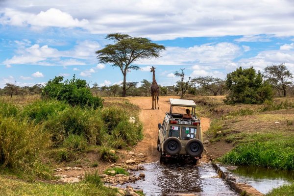 Моё путешествие по национальным паркам Танзании... - №41