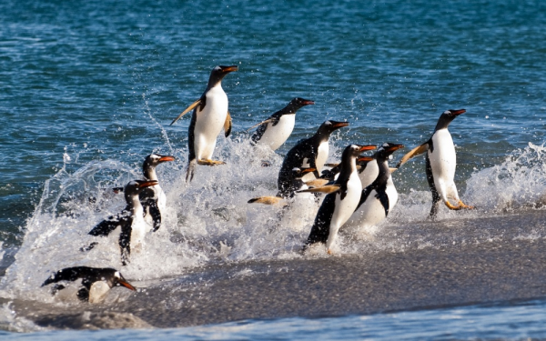 пингвины смешные фото