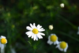 Вероника Белкина