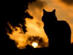 DreamCat Cornor