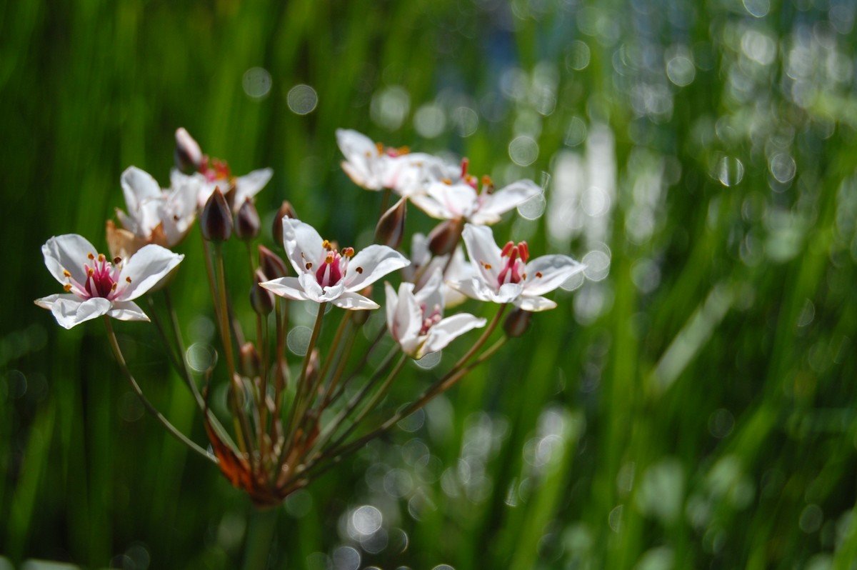 Сусак зонтичный - Olga Golub