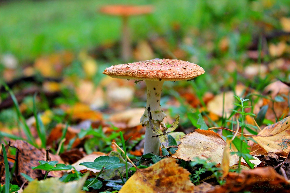 Лето - это маленькая жизнь - Валерия Photo