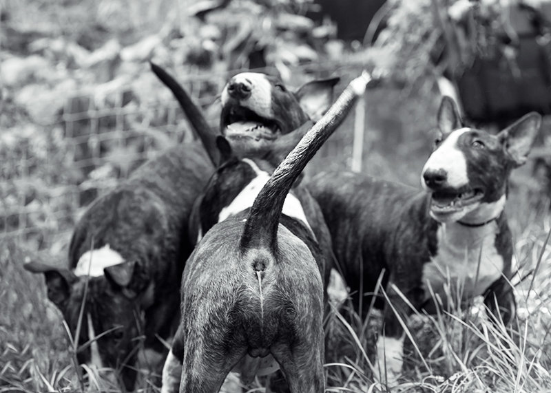 хвостики - Ирина Сафонова