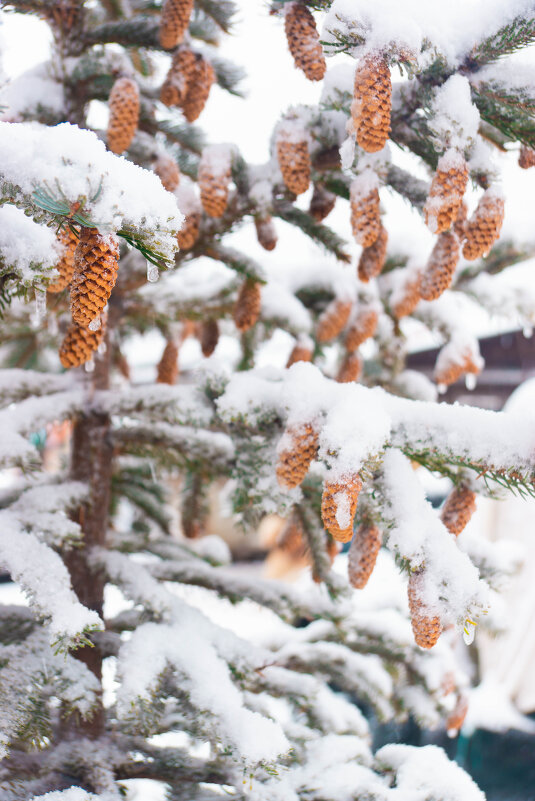 Первый снег на елке - Анна Самара
