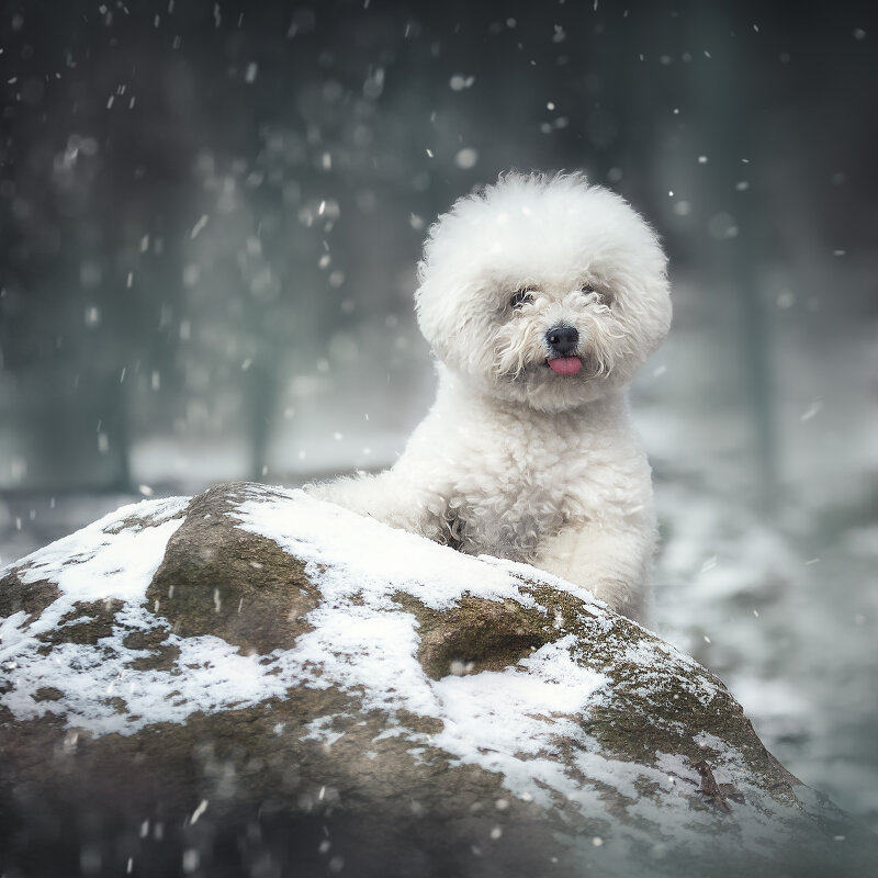 ... - наталья жданюк