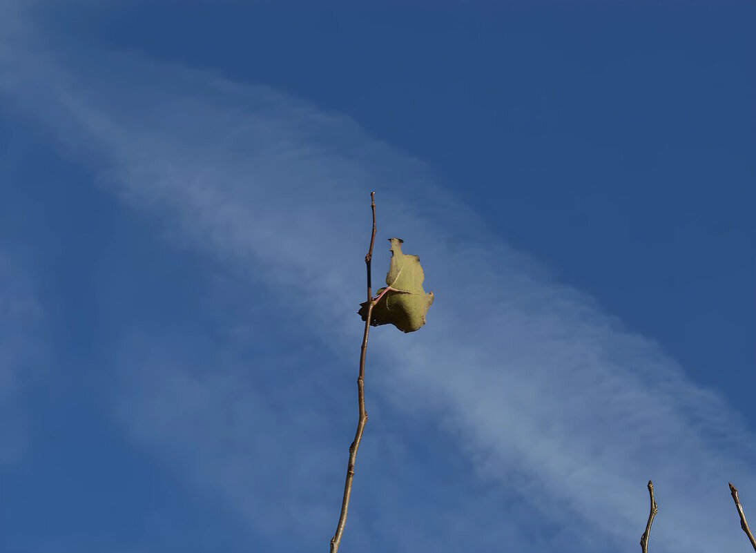 Осенний роджер. - Анатолий Пашковский