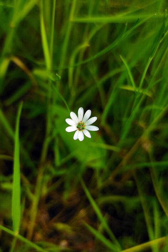 Мир под ногами - red-cat.25 red-cat.25