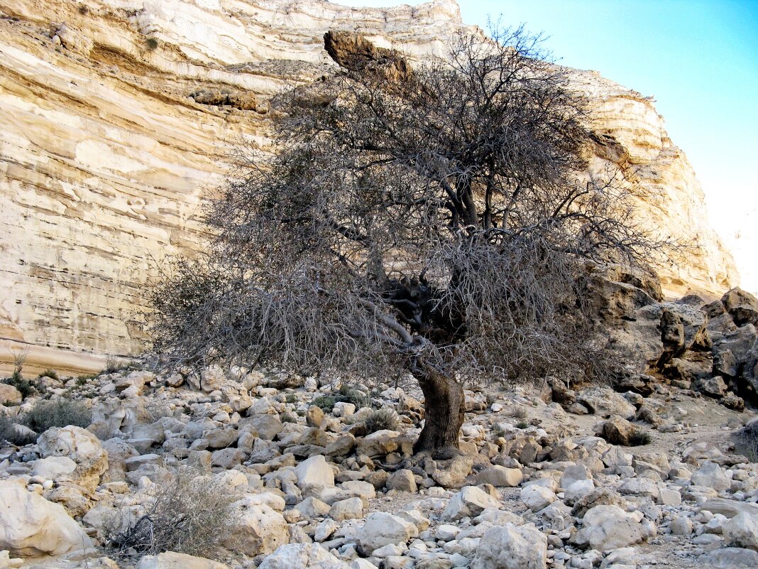 И на камнях растут деревья - Игорь Старосельский