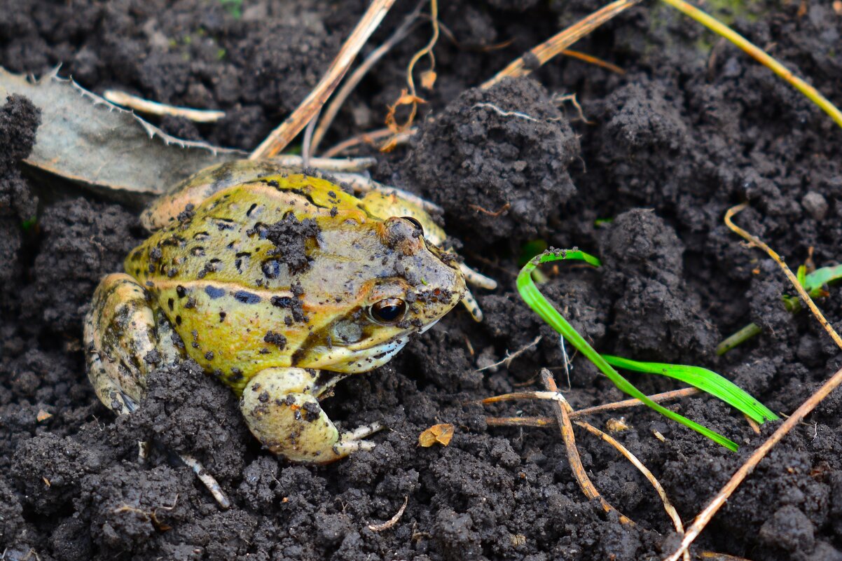 ... - Евгений Д