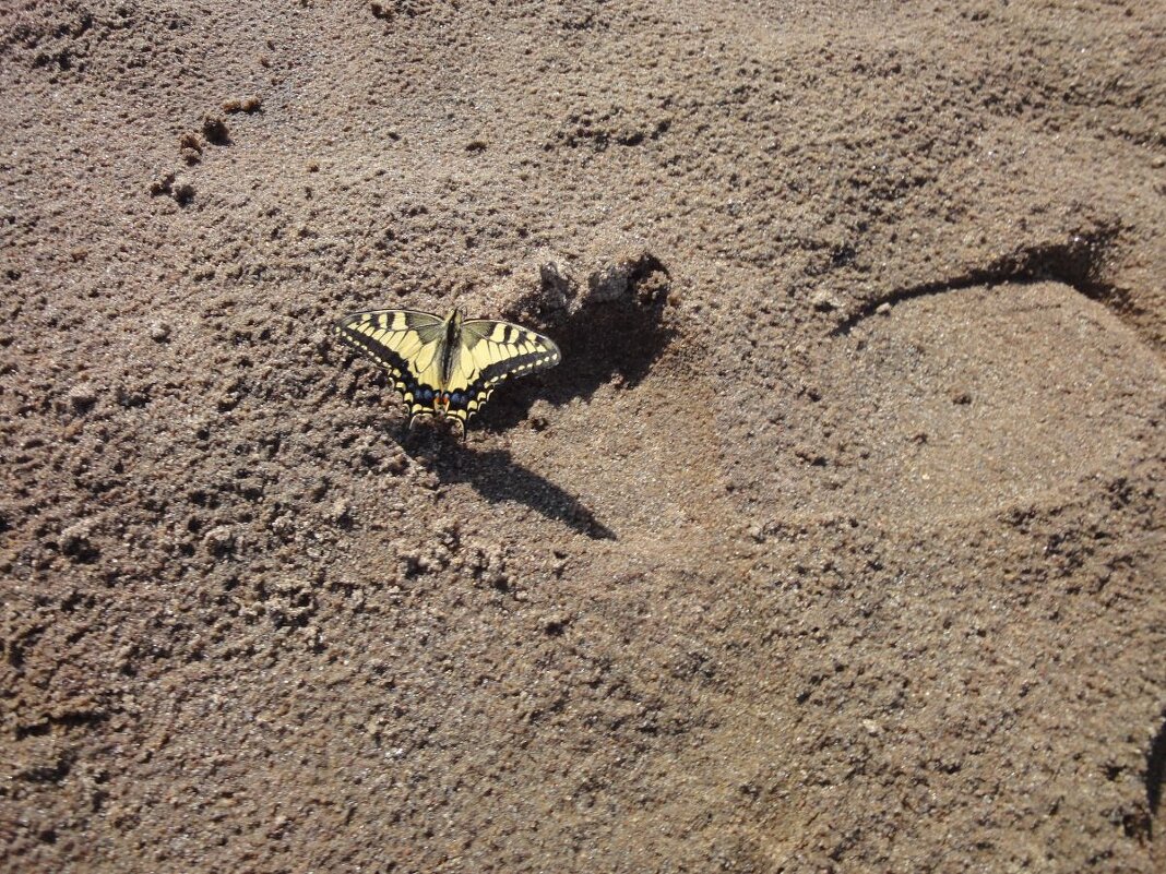 Вот так встреча! - Olga Oskolkova