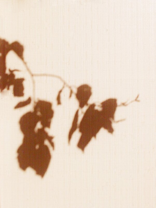 Летняя прохлада - photo Bo