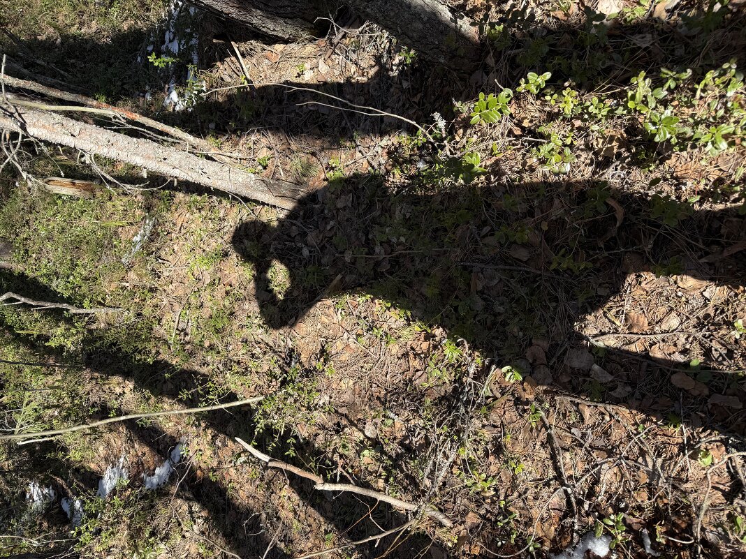 Тень, которая загорает - Светлана 