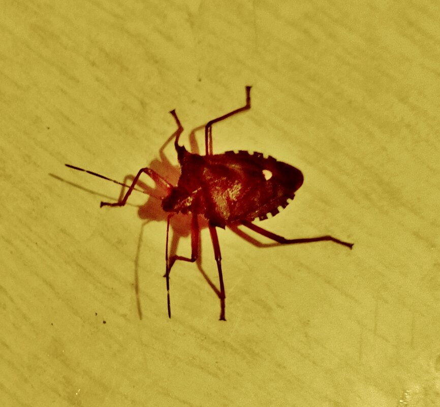 Клоп,насекомое,улица,лето,тень - Нина 