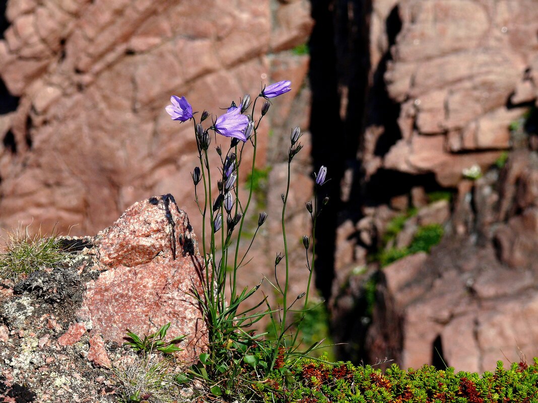 ... - Valentin Orlov