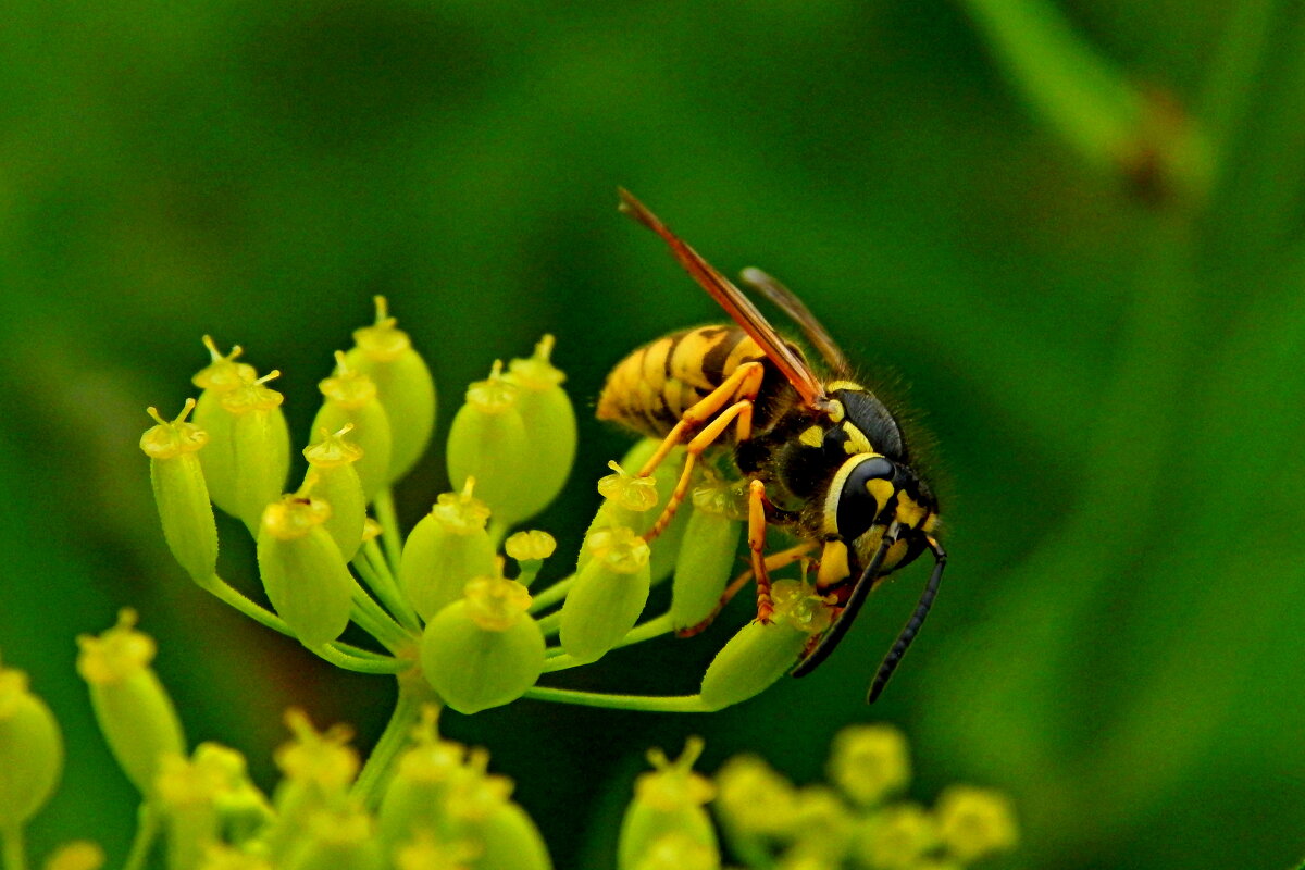 На водопое - Дмитрий (Горыныч) Симагин