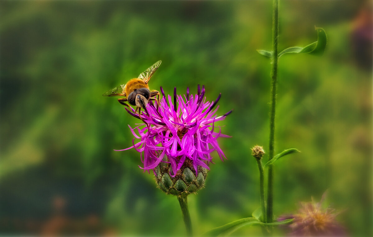 из серии Букашки - AZ east3